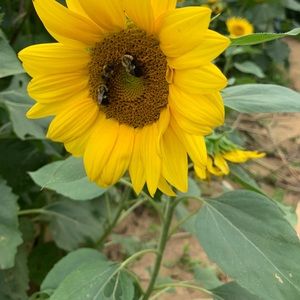 Meet your Posher, Helen